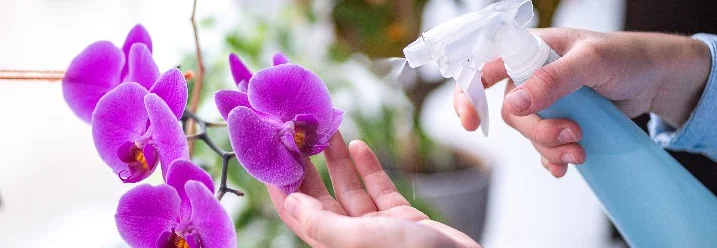 Person besprüht Orchidee mit Sprühflasche